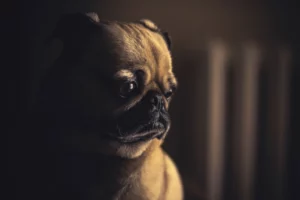 Signs You Need To Make that Heartbreaking Decision of Euthanizing Your Dog