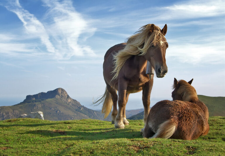 10 Foods Never To Give a Horse