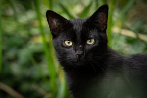 10 Fascinating Facts About Black Cats
