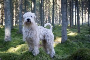How to Deal With Poop Hair in Shaggy Dogs