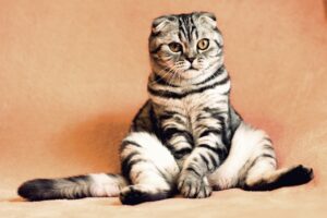 How to Care for a Cat With Arthritis