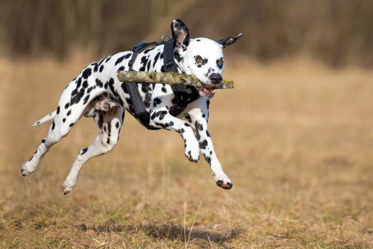 15 Dog Breeds Suited for Extroverted People