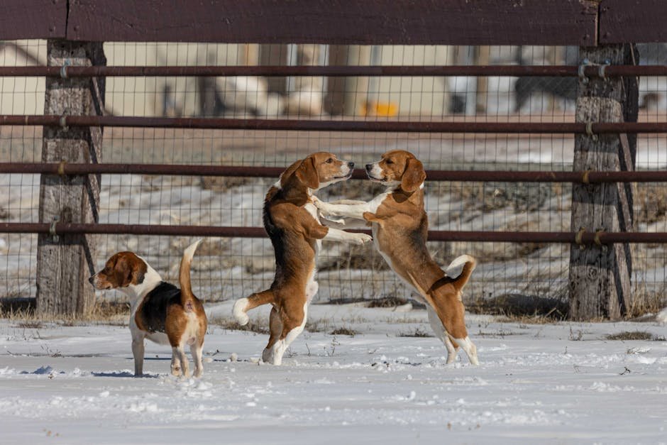 The Energetic Beagle