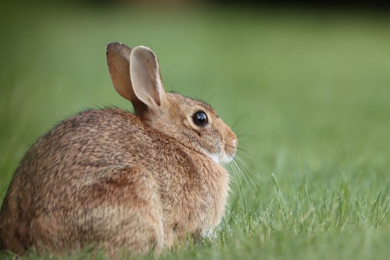 7 Ways You Can Make Your Rabbit Happy