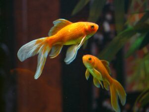 12 Remarkable Pet Fish With the Longest Lifespans