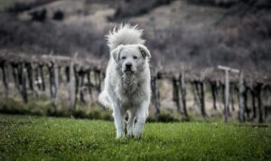 10. Maremma Sheepdog: Protective and Loyal