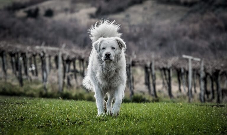 10. Maremma Sheepdog: Protective and Loyal
