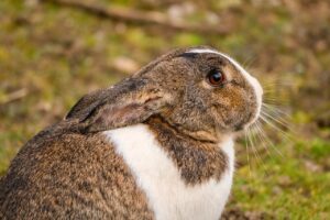 8 Reasons Why Your Pet Rabbit Has Lost Its Appetite