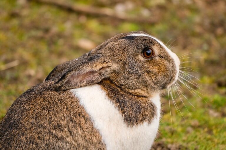 8 Reasons Why Your Pet Rabbit Has Lost Its Appetite