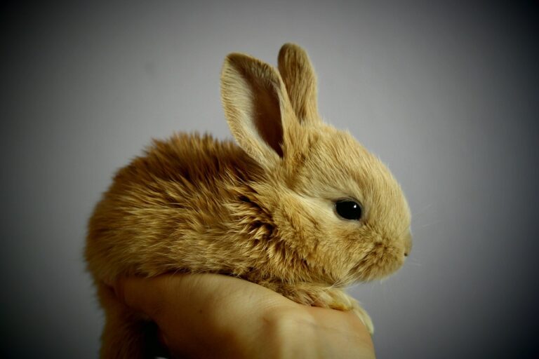7 Signs Your Pet Rabbit is Unwell
