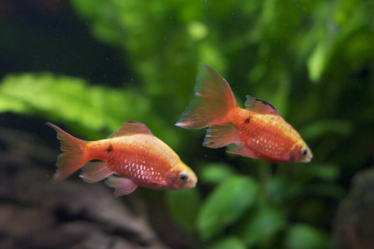 10 Types of Pet Fish That Don’t Need Heaters
