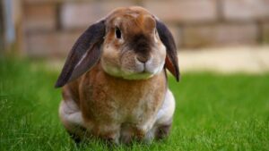 8 Ways to Take Extra Care of Your Little Rabbit Friend