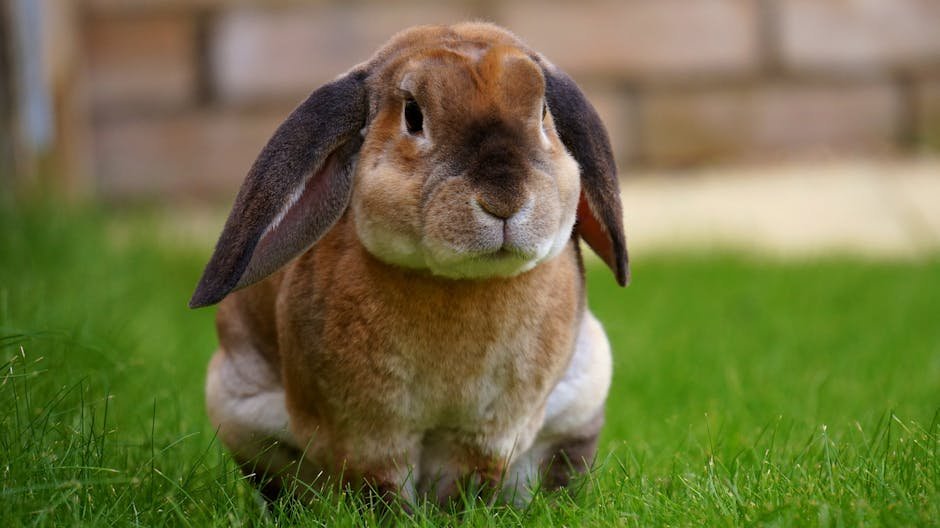 8 Ways to Take Extra Care of Your Little Rabbit Friend