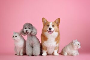 12 Cat Breeds Most Likely To Get Along with Dogs
