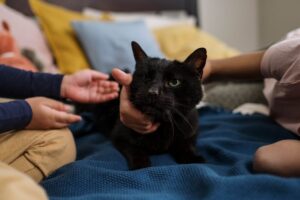 How to Help Make Your Cat's Last Days Happy and Comfortable