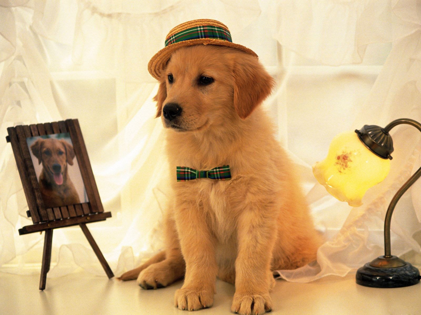 2. Golden Retriever: The Gentle Heart