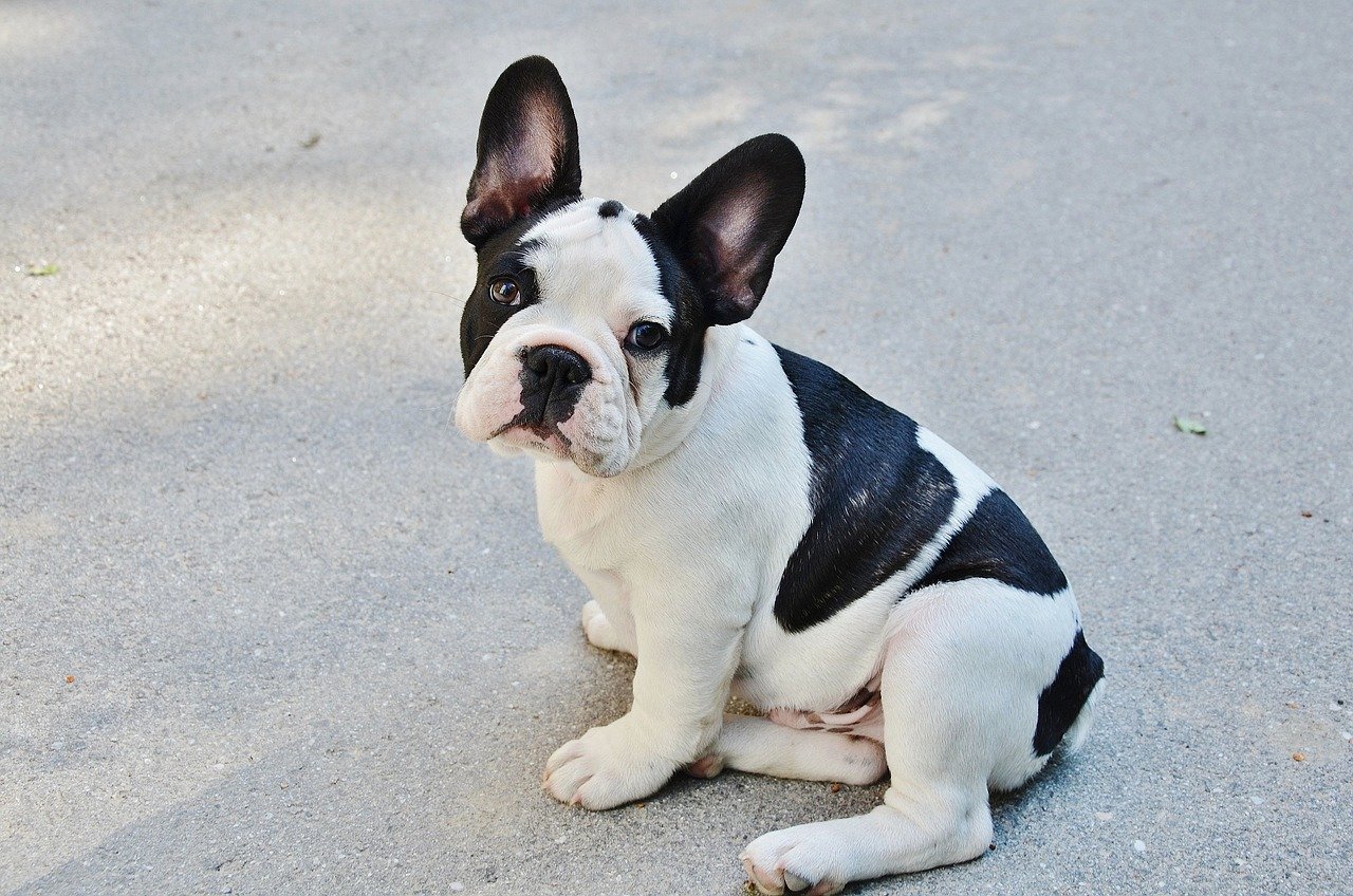 6. French Bulldog: The Affectionate Clown