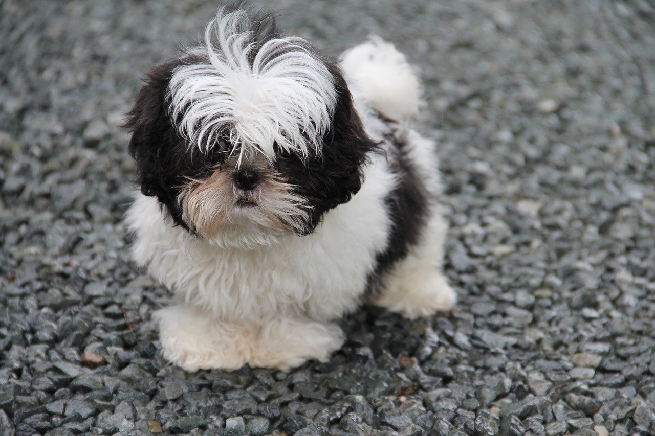 10. Shih Tzu: The Regal Friend