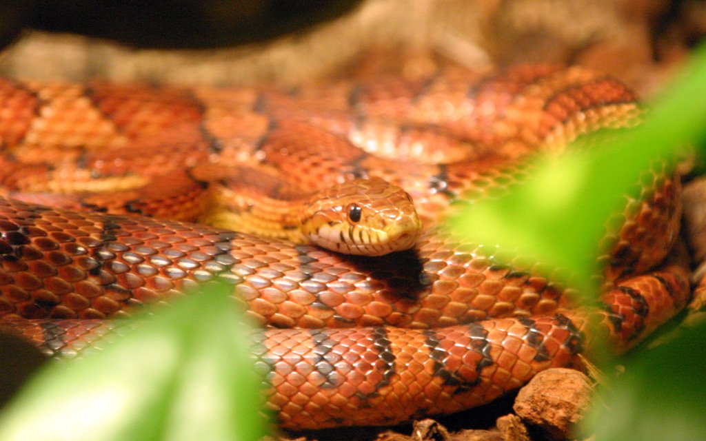 1. Corn Snake: The Beginner's Best Friend