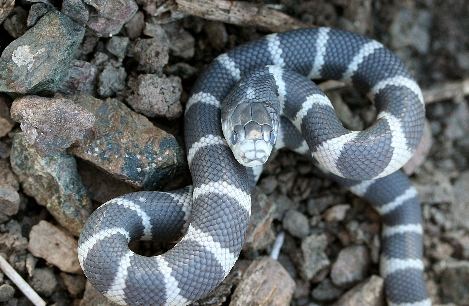 4. California Kingsnake: The Colorful Companion