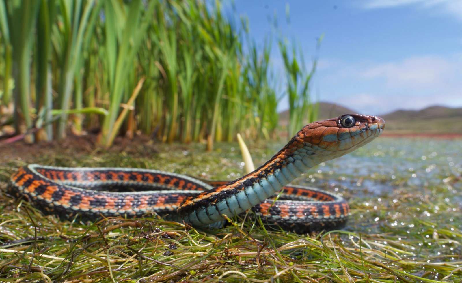 5. Garter Snake: The Garden Guardian