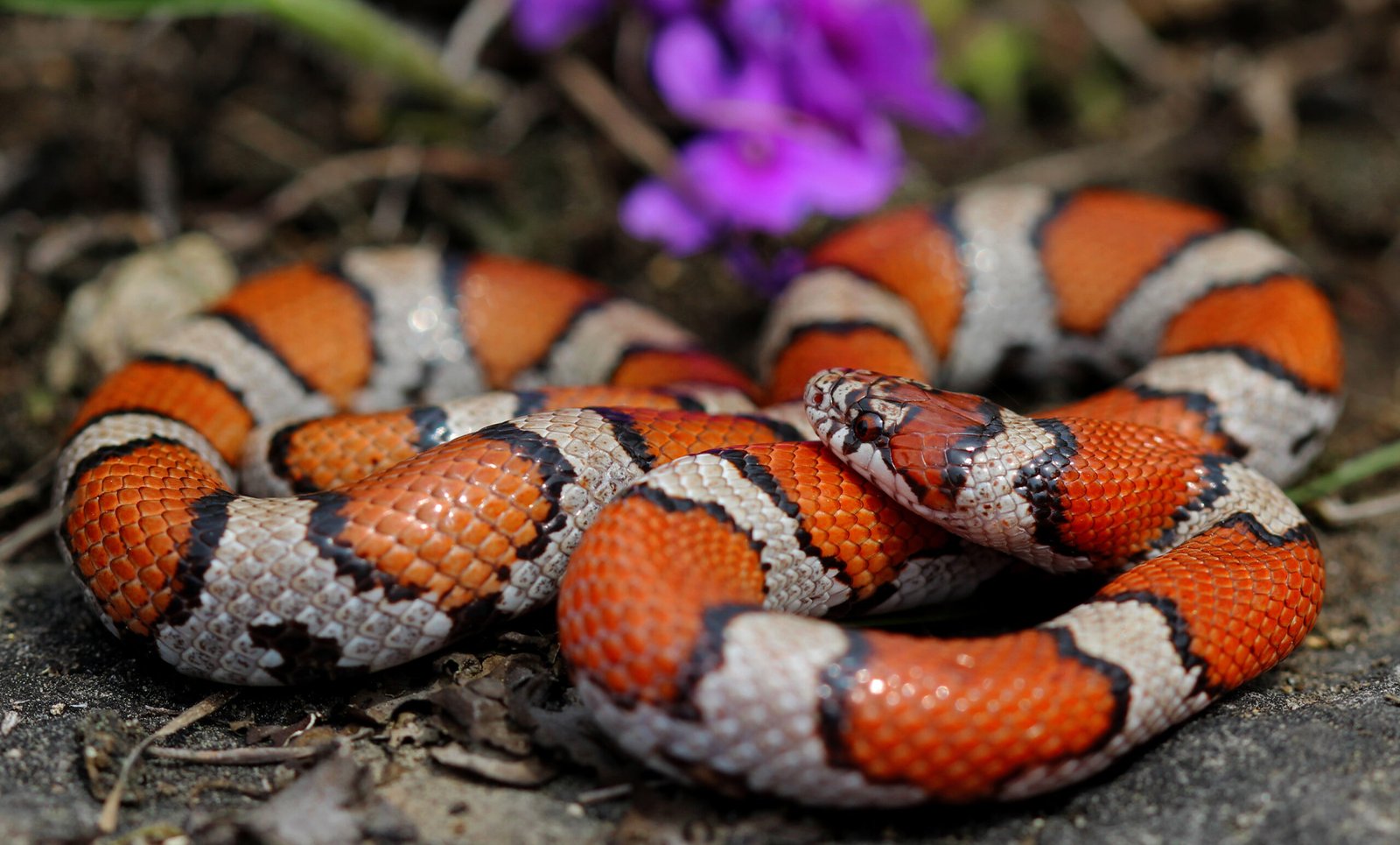 6. Milk Snake: The Mimic Marvel