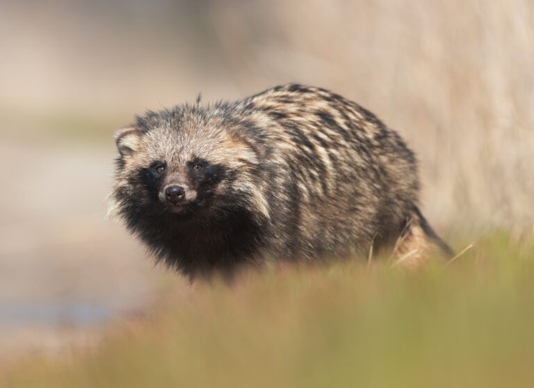 10 Facts About The Raccoon Dog: The World's Only Hibernating Dog