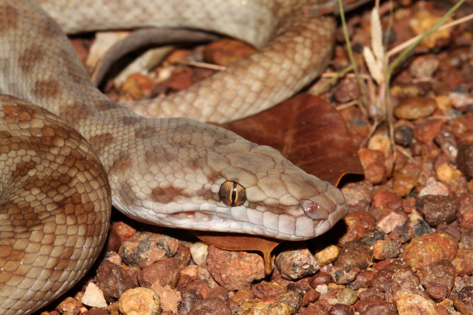 8. Children's Python: The Perfect Pet for Kids