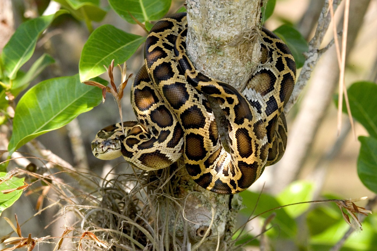 9. Burmese Python: A Giant That Needs Space