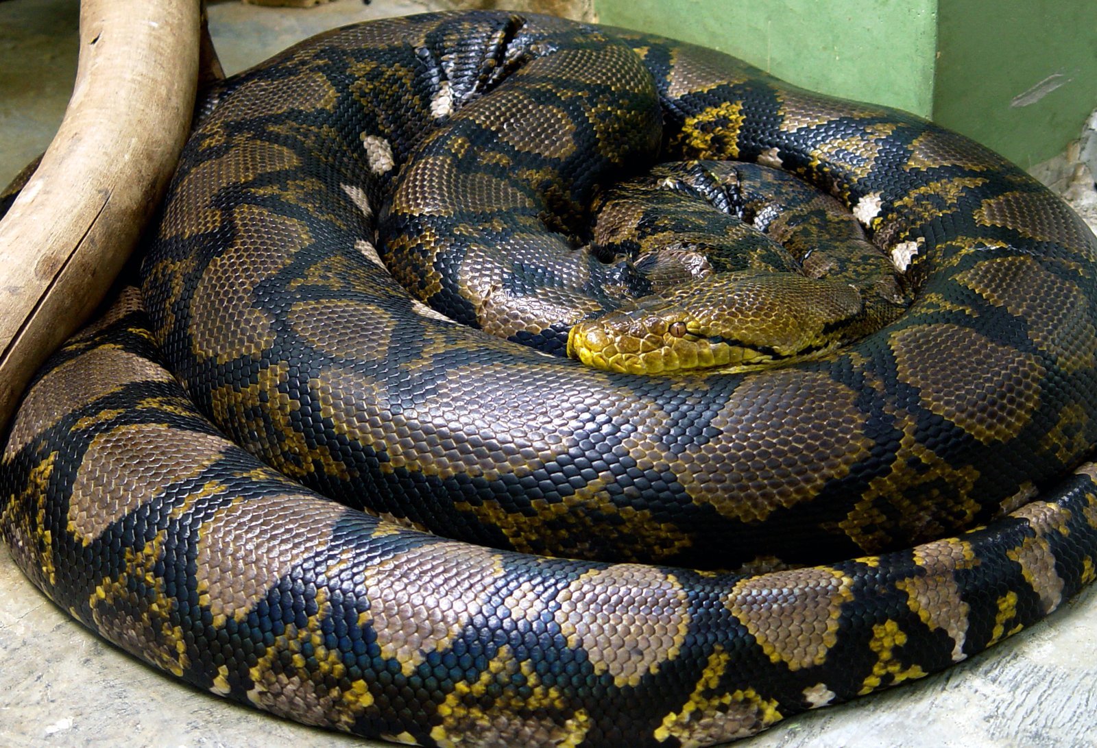 11. Reticulated Python: The Patterned Predator