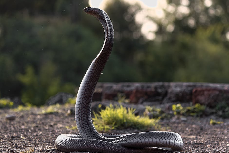 12. King Cobra: The Regal Reptile