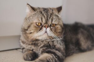 10 Best Behaved Cat Breeds for First Time Pet Owners