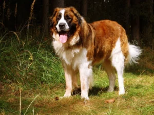 10 Largest Dog Breeds in the USA and 5 that are Usually Overlooked