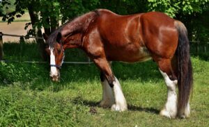 10 Strongest Horse Breeds in the World
