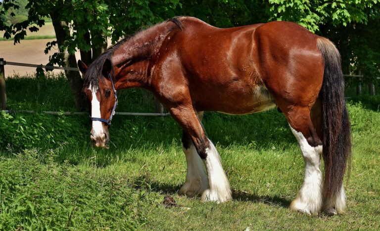 10 Strongest Horse Breeds in the World