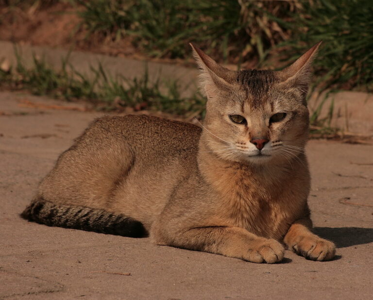 10 Cat Breeds Who Act Like Wild Mini Tigers