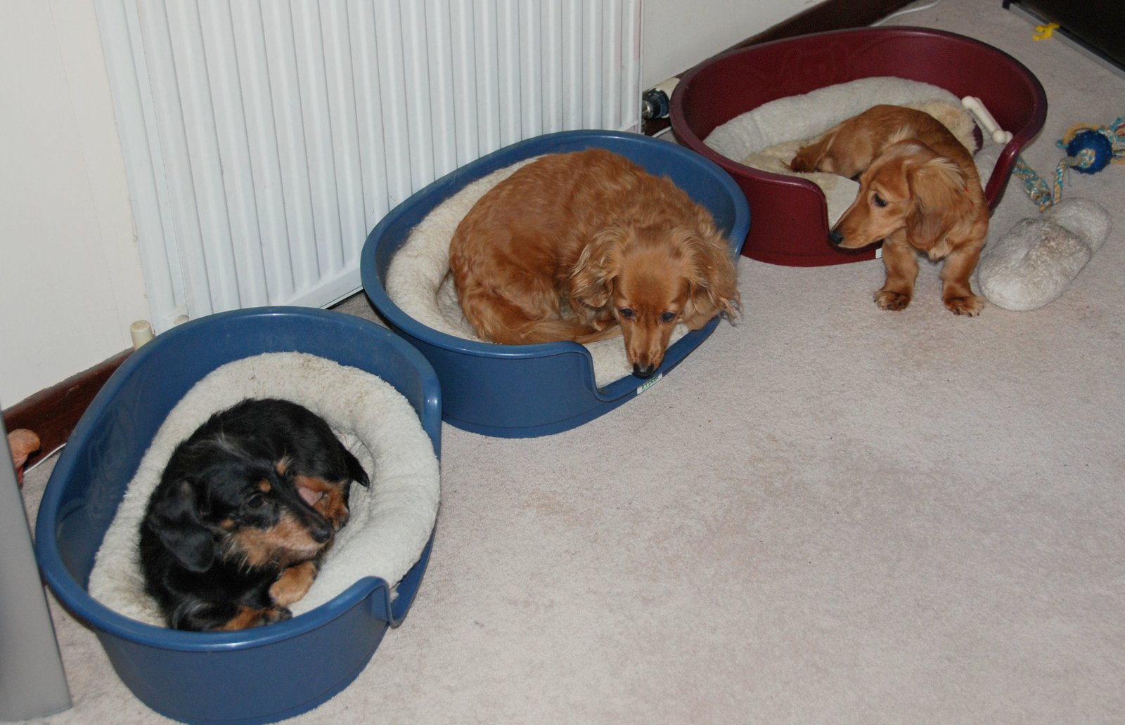 Three Distinct Coat Types