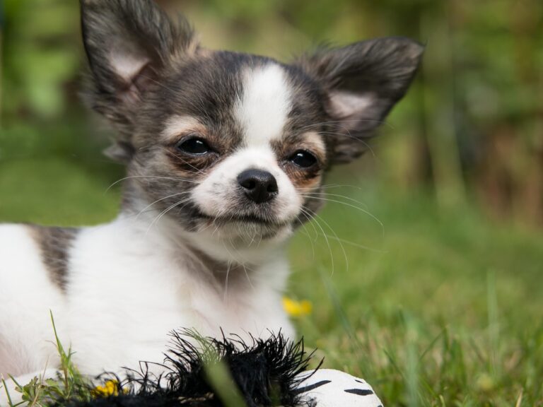 Chihuahua: The Tiny Guardian