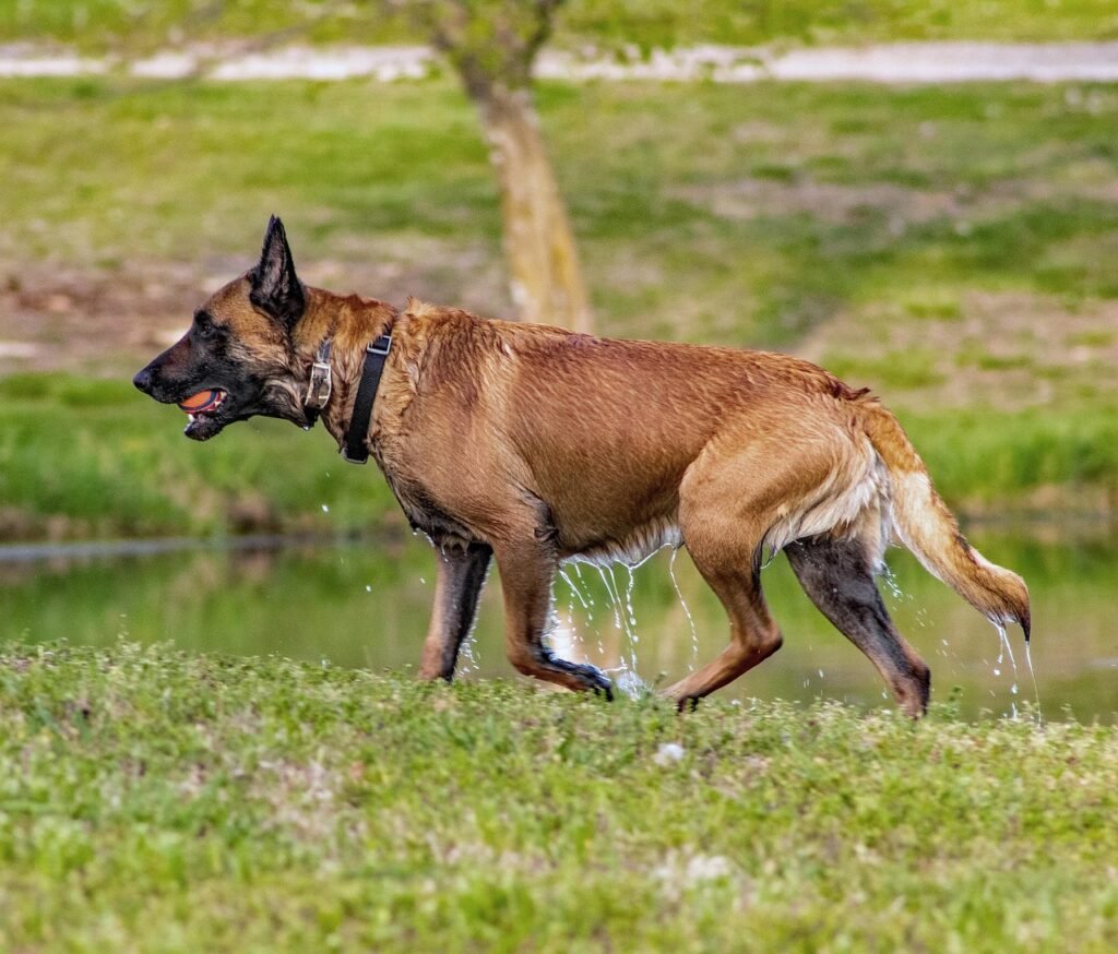 Belgian Malinois: The Agile Protector