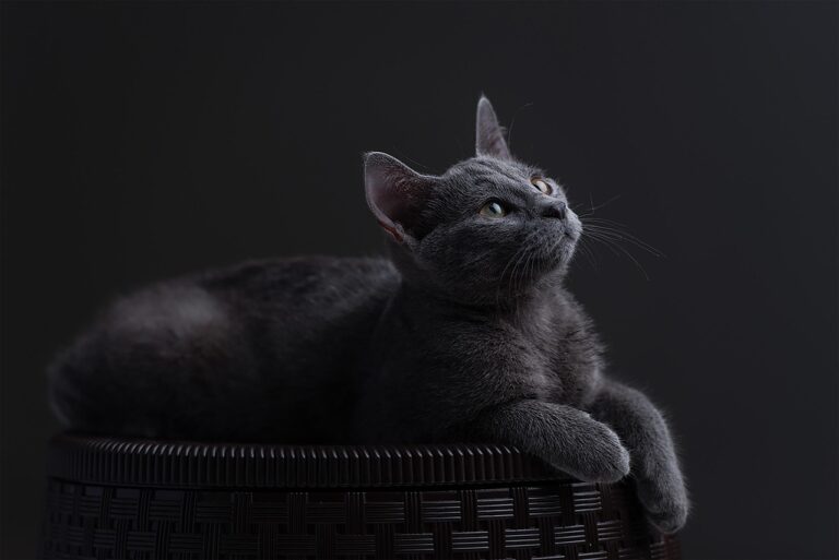 Russian Blue: The Shy and Reserved Cat