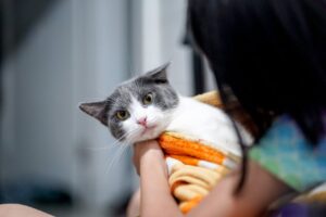 10 Early Signs of Health Problems in Cats