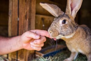 How to Take Care of a Giant Flemish Rabbit