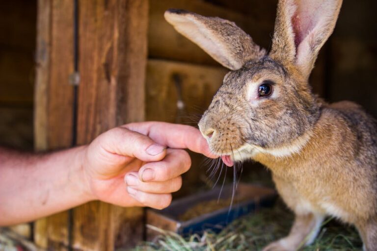 How to Take Care of a Giant Flemish Rabbit