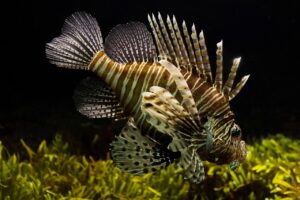 8 Things Every Pet Fish Owner Should Know about Freshwater Fish Tanks