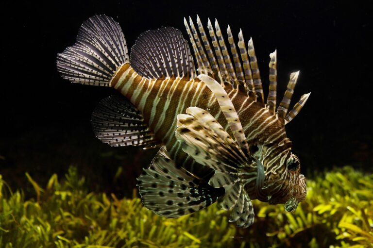 8 Things Every Pet Fish Owner Should Know about Freshwater Fish Tanks
