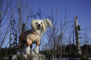 12 Dog Breeds You Should Never Let Outside in Freezing Cold