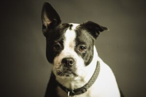 8 Reasons Your Dog Might Suddenly Start Ignoring You