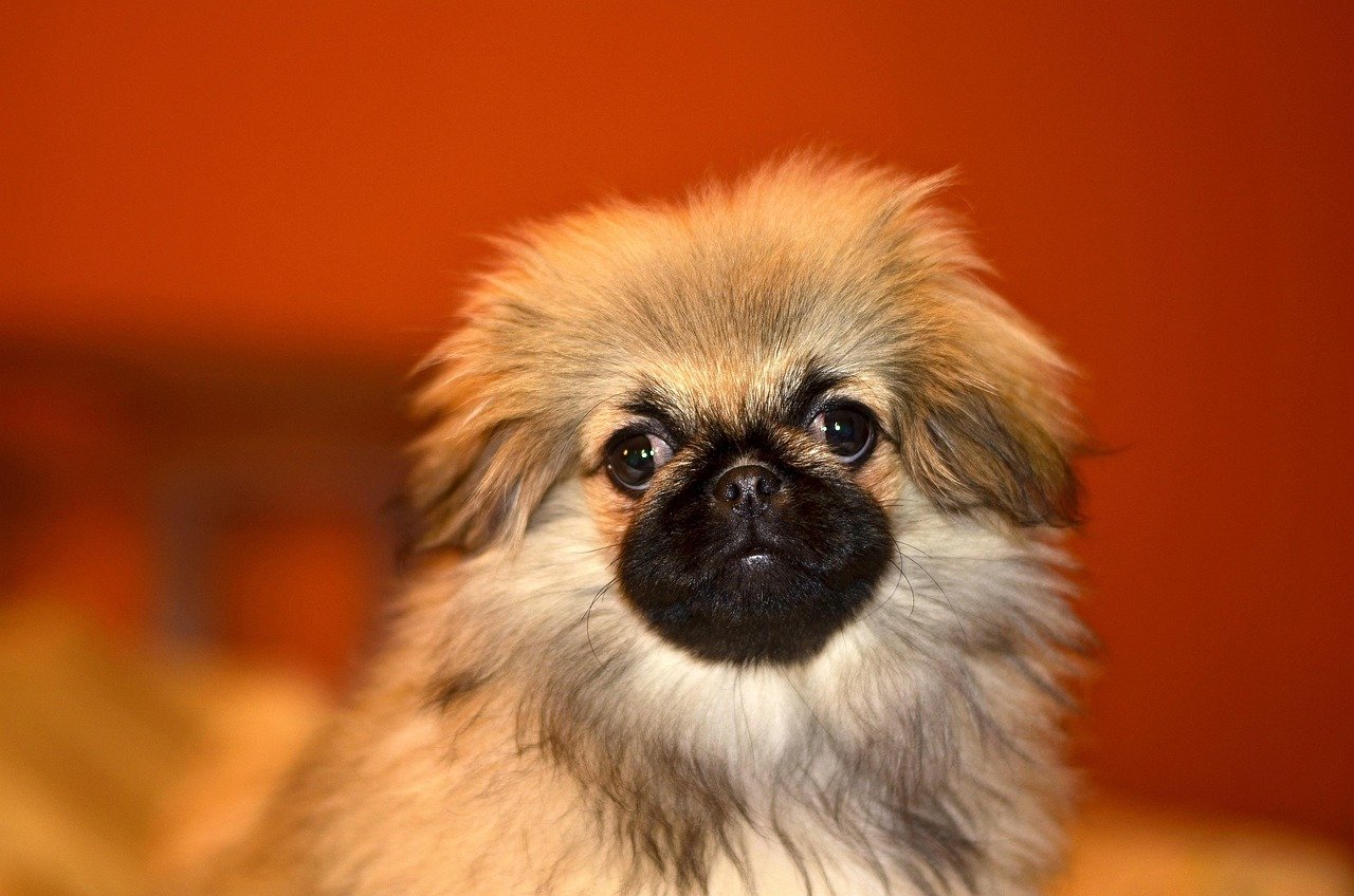 7. Pekingese: The Royal Watchdog