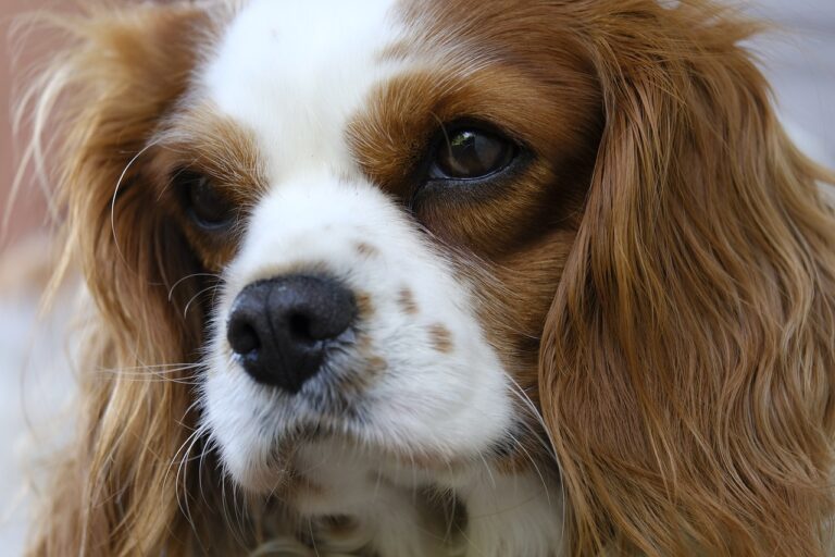 10 Dog Breeds That Thrive in Adult-Only Homes