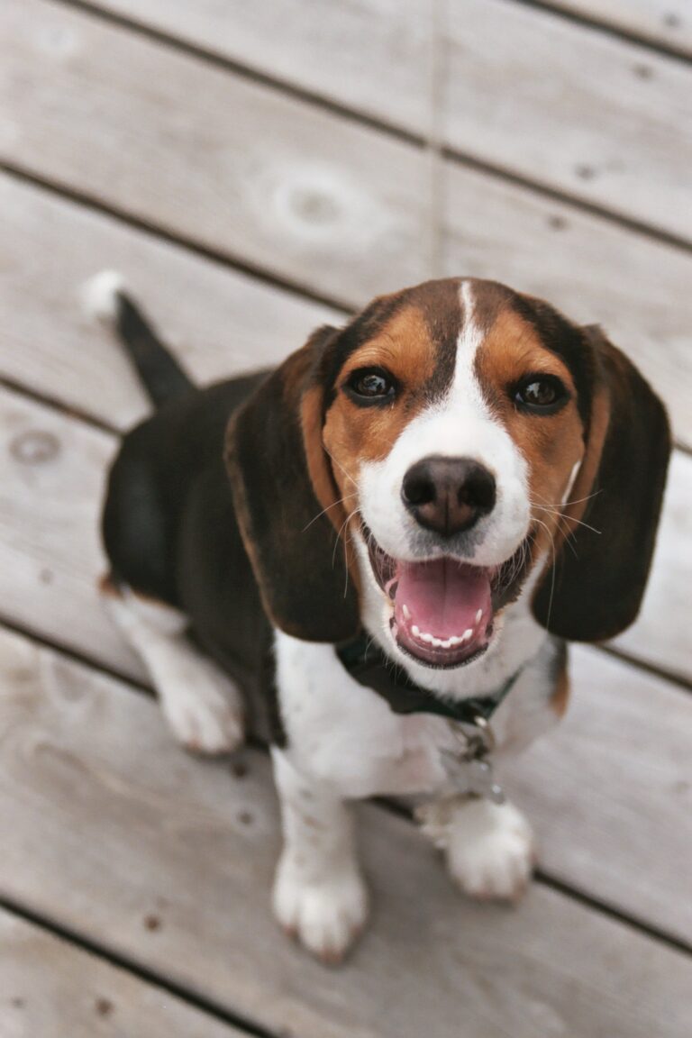Top 15 Dog Breeds That Adore Human Interaction